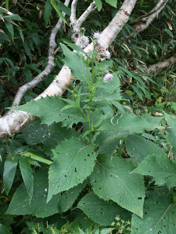 Cirsium kamtschaticum