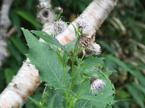 Cirsium kamtschaticum