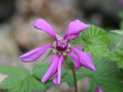 Rubus sp.