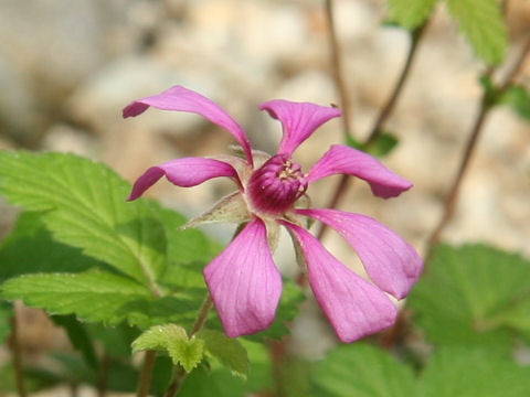 Rubus sp.