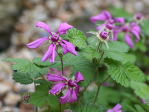 Rubus sp.