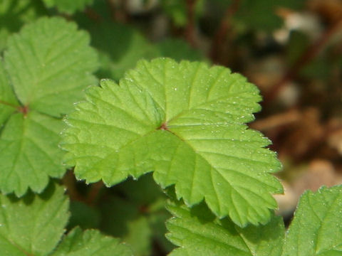 Rubus sp.