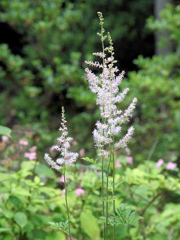 Astilbe microphylla