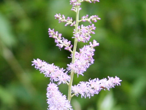 Astilbe microphylla