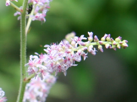 Astilbe microphylla