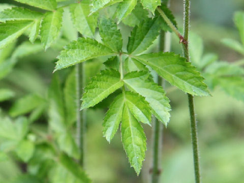 Astilbe microphylla