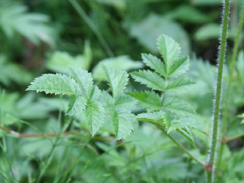 Astilbe microphylla