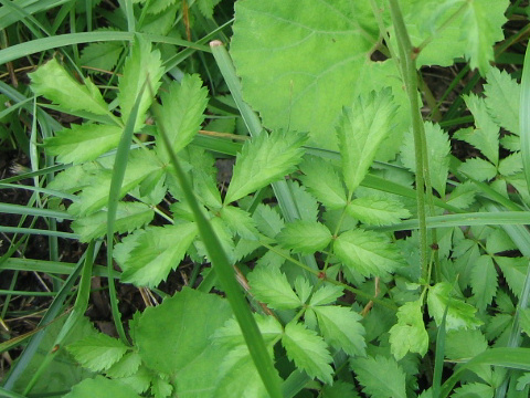 Astilbe microphylla