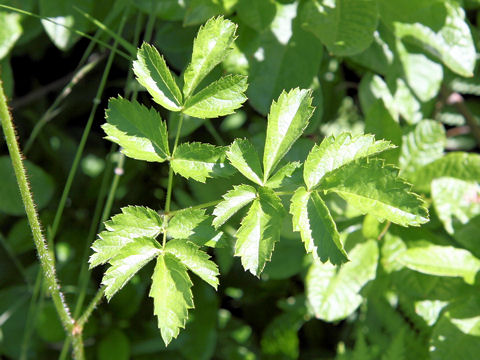 Astilbe microphylla