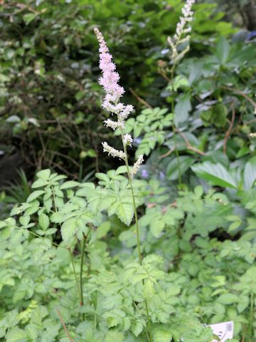 Astilbe microphylla