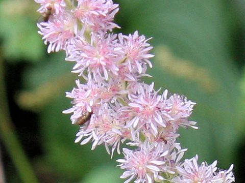 Astilbe microphylla