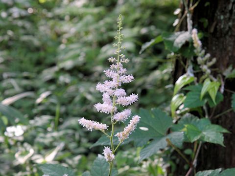 Astilbe microphylla