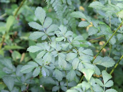 Astilbe microphylla