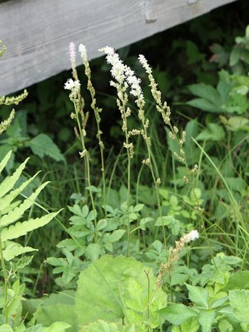 Astilbe microphylla