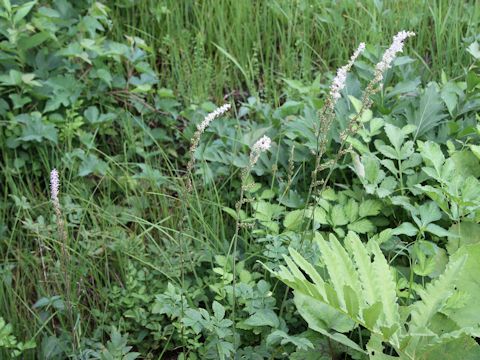 Astilbe microphylla