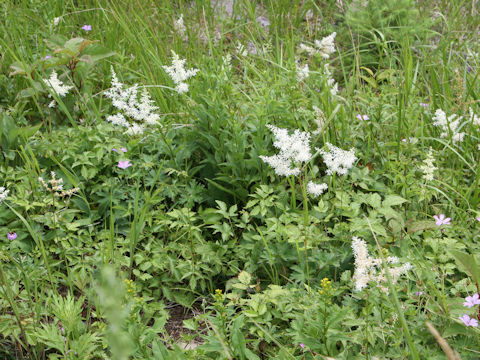 Astilbe microphylla