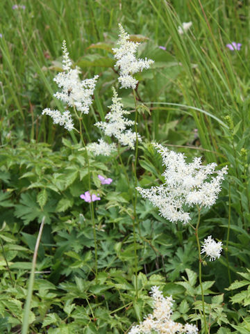 Astilbe microphylla