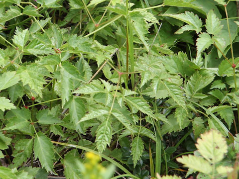 Astilbe microphylla