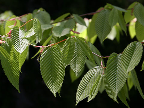 Acer carpinifolium