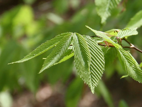 Acer carpinifolium