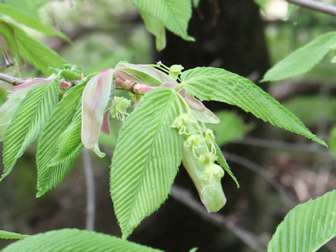 Acer carpinifolium