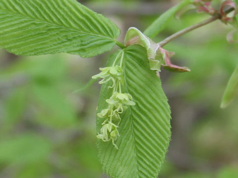 Acer carpinifolium