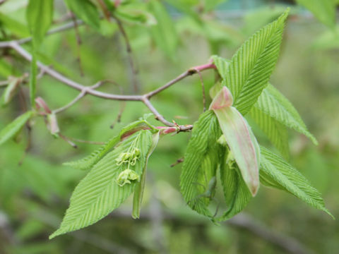 Acer carpinifolium