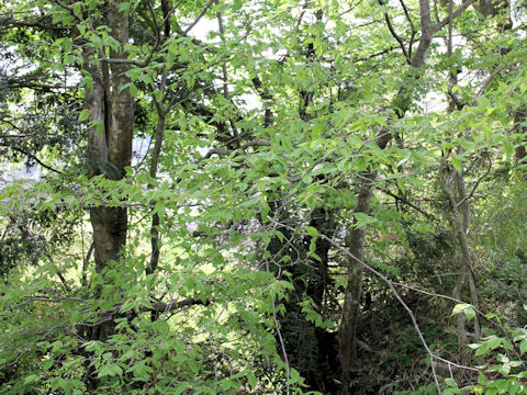 Acer carpinifolium