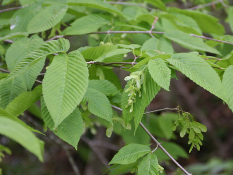 Acer carpinifolium