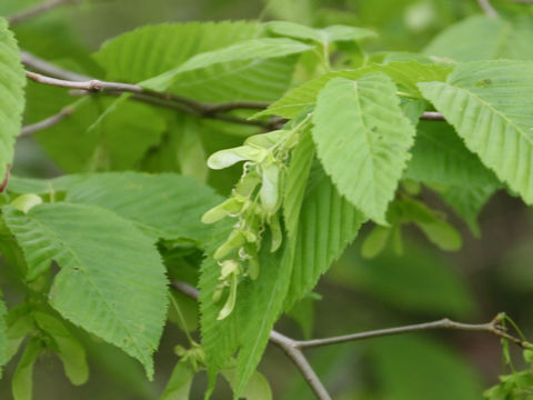 Acer carpinifolium
