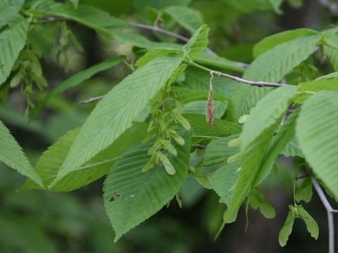 Acer carpinifolium