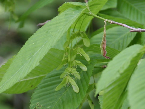 Acer carpinifolium