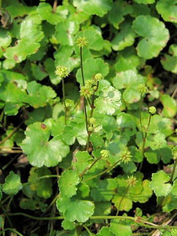 Hydrocotyle sibthorpioides