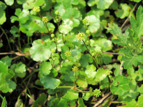 Hydrocotyle sibthorpioides