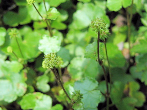 Hydrocotyle sibthorpioides