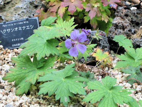 Geranium erianthum