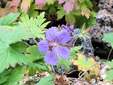 Geranium erianthum