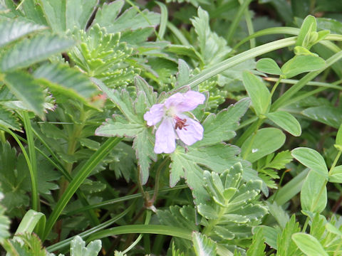 Geranium erianthum