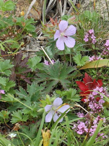 Geranium erianthum