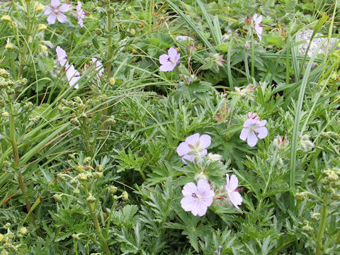 Geranium erianthum