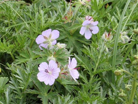 Geranium erianthum