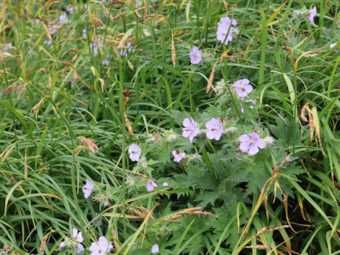 Geranium erianthum