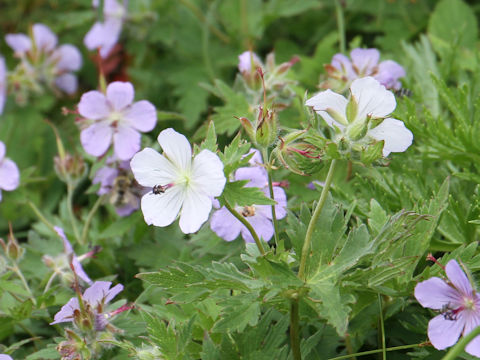 Geranium erianthum