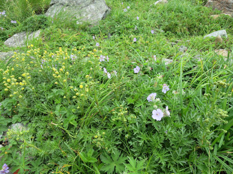 Geranium erianthum