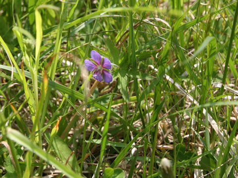 Geranium erianthum