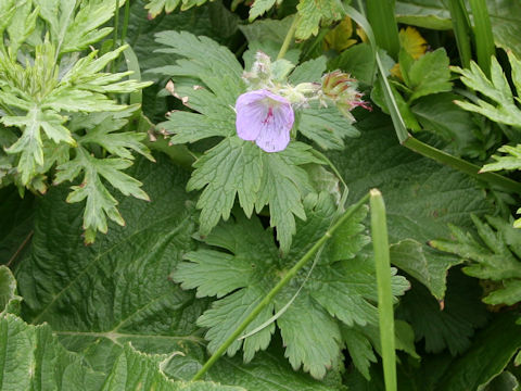 Geranium erianthum