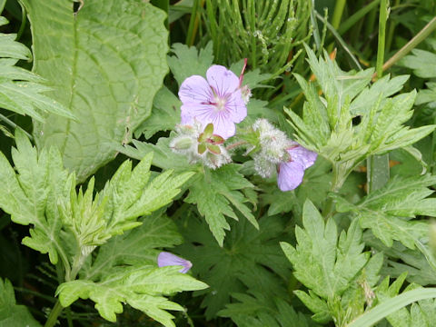 Geranium erianthum