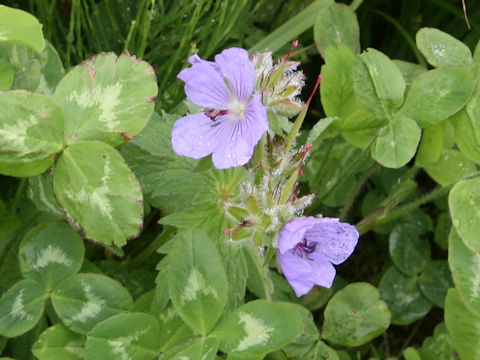 Geranium erianthum