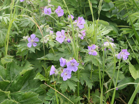 Geranium erianthum