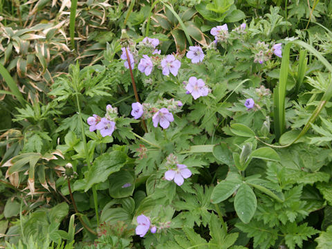 Geranium erianthum